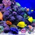 【海水缸】珊瑚礁欣赏