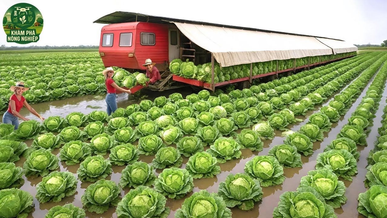 无人机撒播种子到机器人采摘，揭秘未来农业高效黑科技全流程