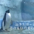 【Leaf's vlog】带你看超级可爱的企鹅，海洋王国一日游