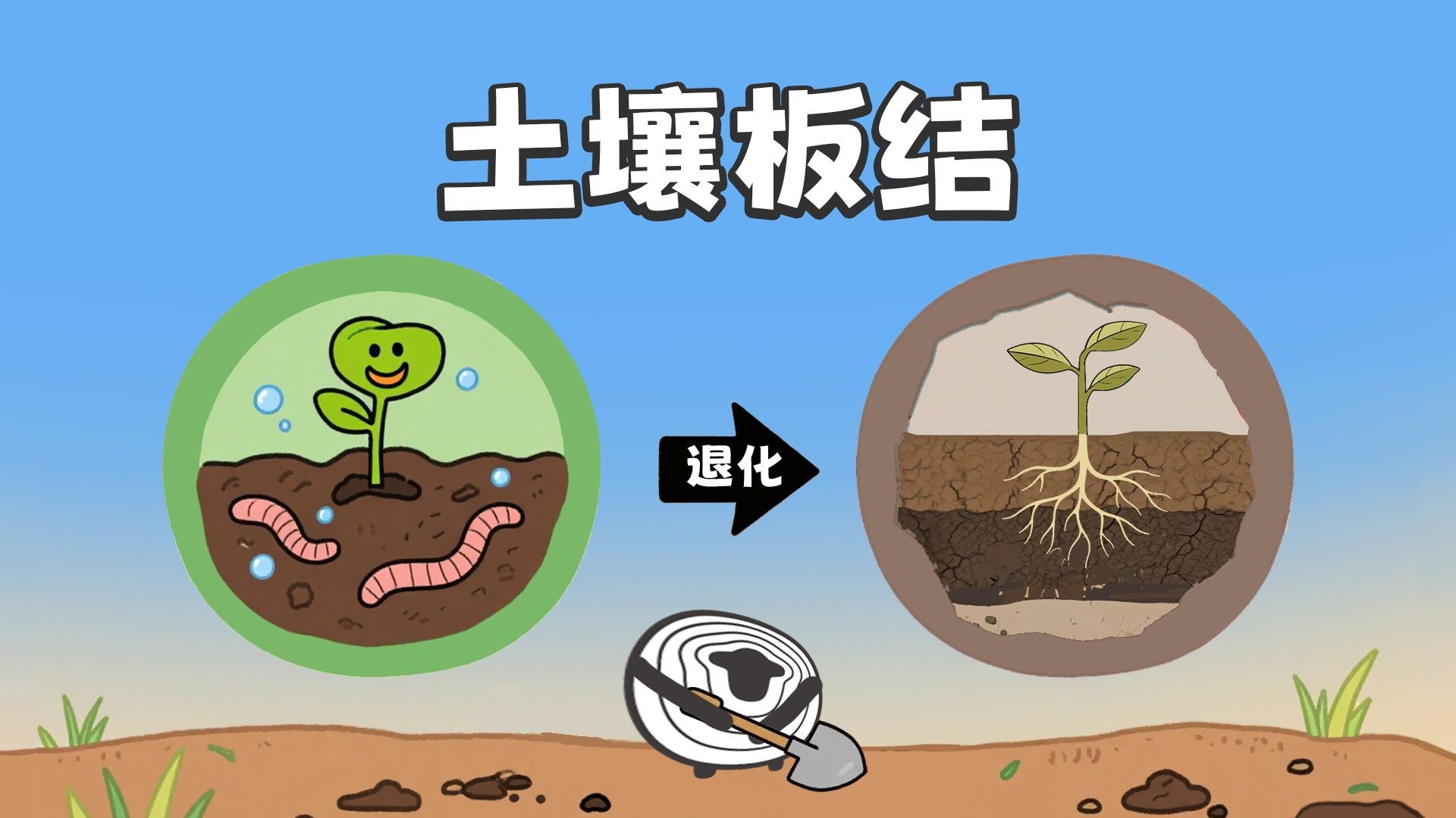 土壤板结，是怎么回事？【羊羊地理｜手绘动画145】