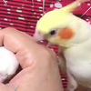 哥哥！请不要过度偏爱