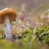 视频素材 ▏k1412 4K画质唯美小清新小草蘑菇叶子挂着水珠水滴下雨天空镜头幼儿园小学文艺晚会节目投屏led背景视频素