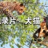 纪录片-1080P-大猫-第二集-国语中文配音