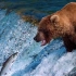超高清4K画质，棕熊扑食鲑鱼，震撼