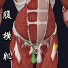 腹壁的肌肉：腹横斜肌及其形成的结构