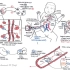 fetal circulation 胚胎的血液循环