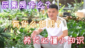 如何快速除氨气 376dc3efc1ccf9293ede0ad5b825f7e16585fbf0.jpg@280w_158h_1c_100q.jpg