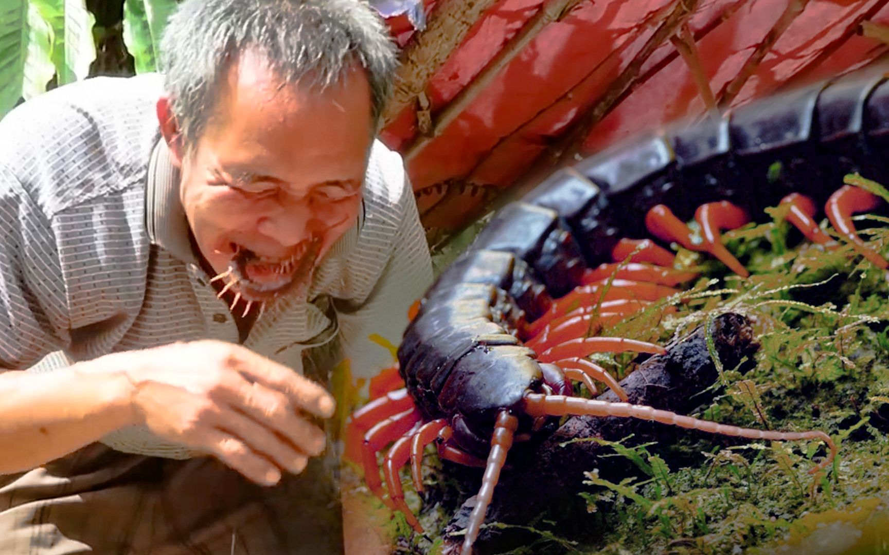 越南老哥吃蜈蚣，嚼起来嘎嘣脆，看着毛骨悚然。