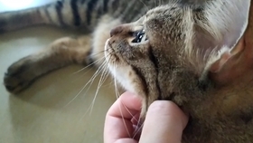 如何正确地去朋友家蹭饭 3775890b0f5436593b07cf4578f5fefc32fb8b3a.jpg@280w_158h_1c_100q.jpg