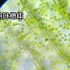 第116集 黑藻叶中神奇流动的叶绿体和细胞液