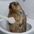 土拨鼠第一次用刷子洗澡