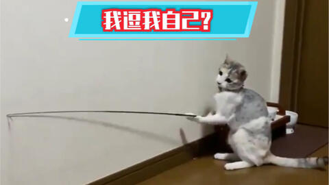 怎么哄猫咪开心呢 37a3a8c28e10caaead93b0723e95cf3d4985fbda.jpg@480w_270h_1c