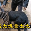 黑狼犬饭量太大被卖狗肉车，见到狗贩子不敢反抗，乖乖钻进笼子