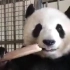 熊猫直播吃竹笋，觉得好像是人类吃甘蔗一样，哈哈哈看的我都想嚼两口！