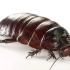 世界上最大的蟑螂，不仅可以当成宠物，还可以听得懂人话