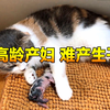 母猫意外怀孕，承受着痛苦艰难产下自己的孩子，不由得让人心痛