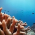 ，真实海底五彩斑斓的珊瑚自带“花园”，美得令人窒息！