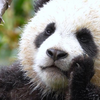 美美崽(米花糖)，好奇脸：我是谁？我在哪