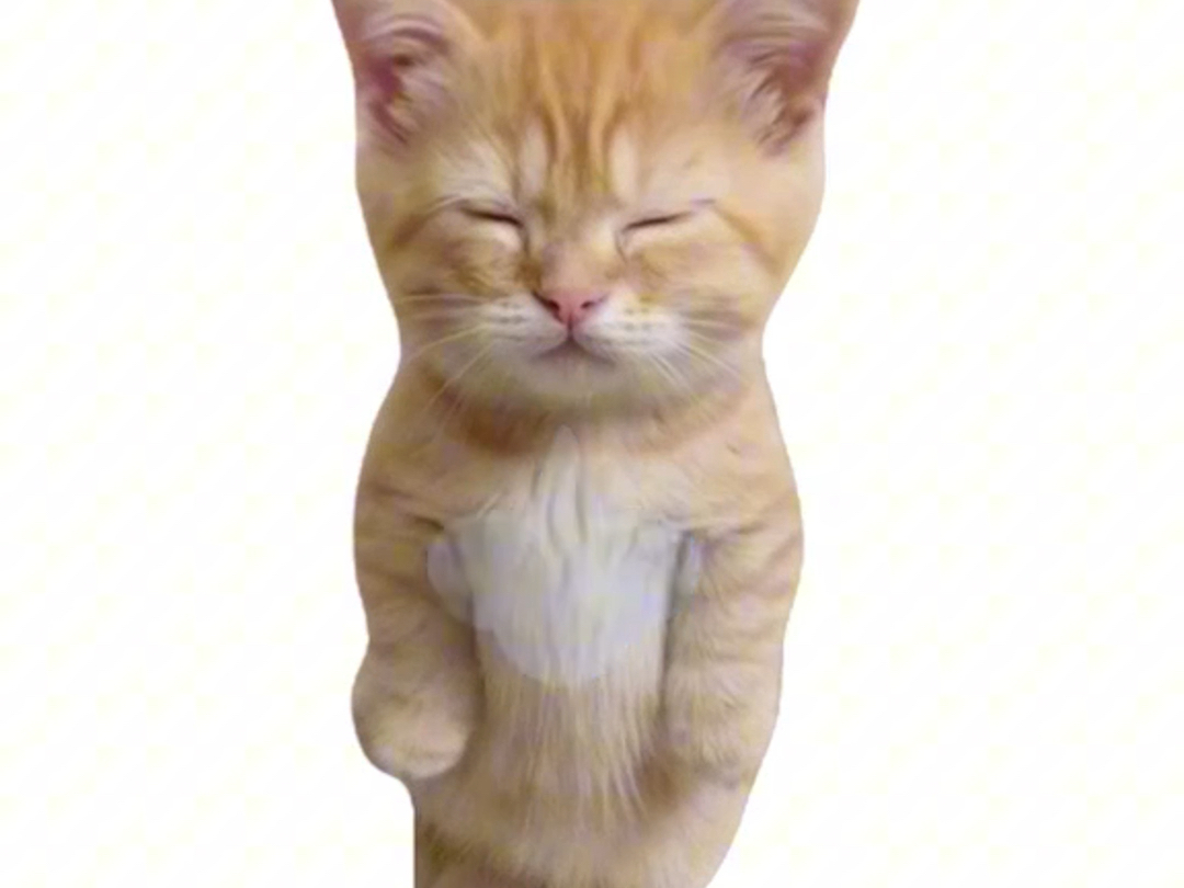 小猫解释什么是焦虑