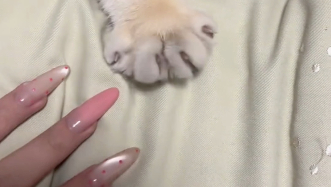 小猫是在教主人收爪子吗？