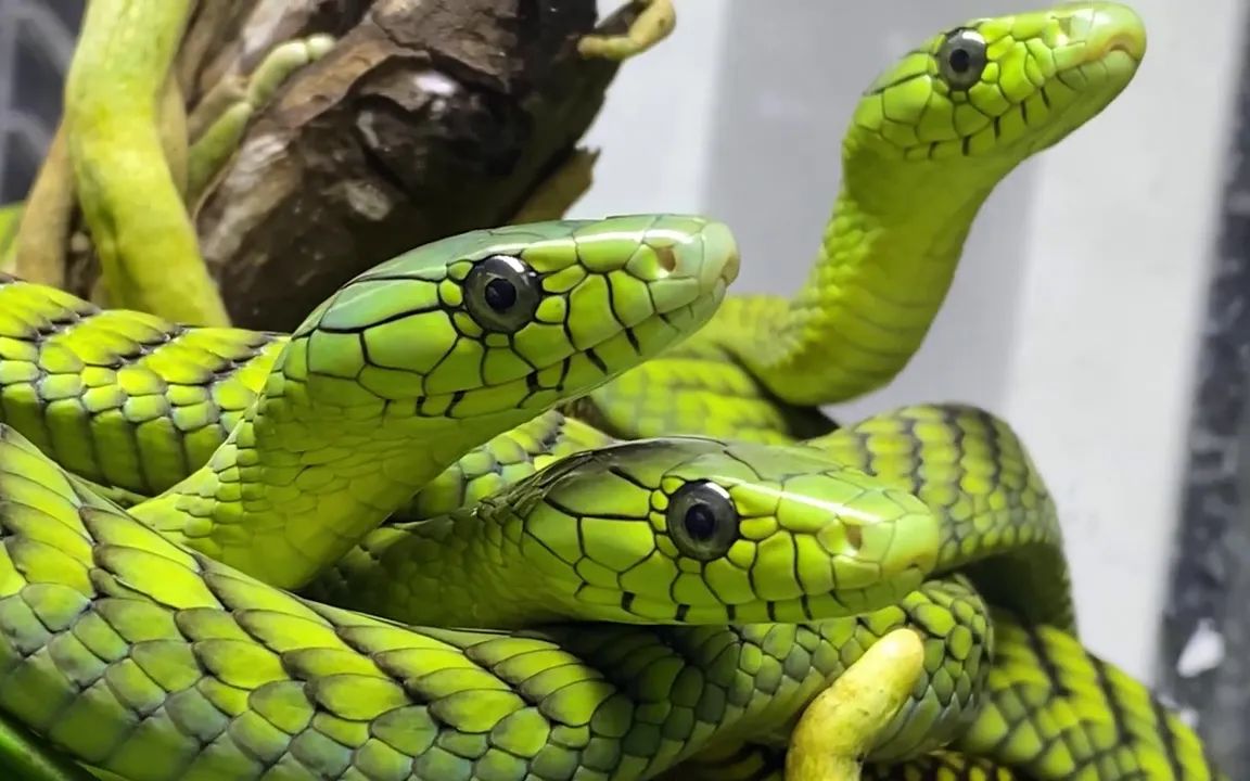 绿曼巴 | 拥有一缸毒蛇是一种什么样的体验！