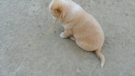 怎么挑选小型土狗 3841b10ebcb9e08db48af280569cadc73e720c41.jpg@280w_158h_1c_100q.jpg