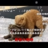 日本人看两只猫一只躺在另一身上干些事情