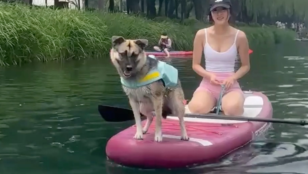 不要撞我的狗！