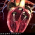 心脏的内部结构与工作