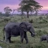 【纪录片】大象的秘密 Secrets Of The Elephants(2023) 共4集