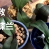 烂根叶软蝴蝶兰拯救过程-1｜水培陶粒半水培还是用树皮植料？
