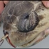 【救助海龟】论如何救助一只鼻腔被塑料吸管塞住的海龟