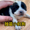 养了13年的狗，竟然还能下崽，家里再添一只独苗小奶狗