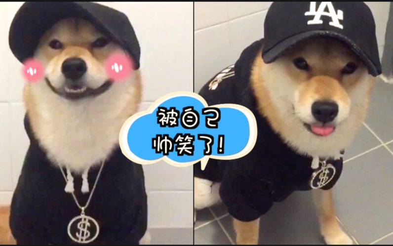 主人给柴柴穿卫衣戴墨镜 柴柴一看:艾玛我简直狗中吴彦祖啊!