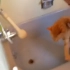 一只会说Nooooo的猫 为了不洗澡也是拼了