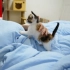 猫宝宝用可爱的方式把我叫醒！