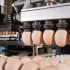 亚洲最大养鸡场，日产240万枚鸡蛋，全程机器操控