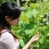 正确的葡萄摘心、抹芽才是提高葡萄产量的关键