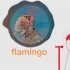【老克】flamingo 我不会唱的呀