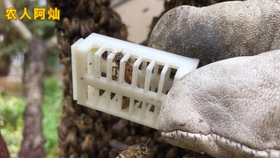 怎么样才能快速找蜂王 3906422ce779bd18974f16f440b739167386e6be.jpg@280w_158h_1c_100q.jpg