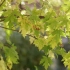 空镜头视频素材 初秋枫叶树木树叶 素材分享