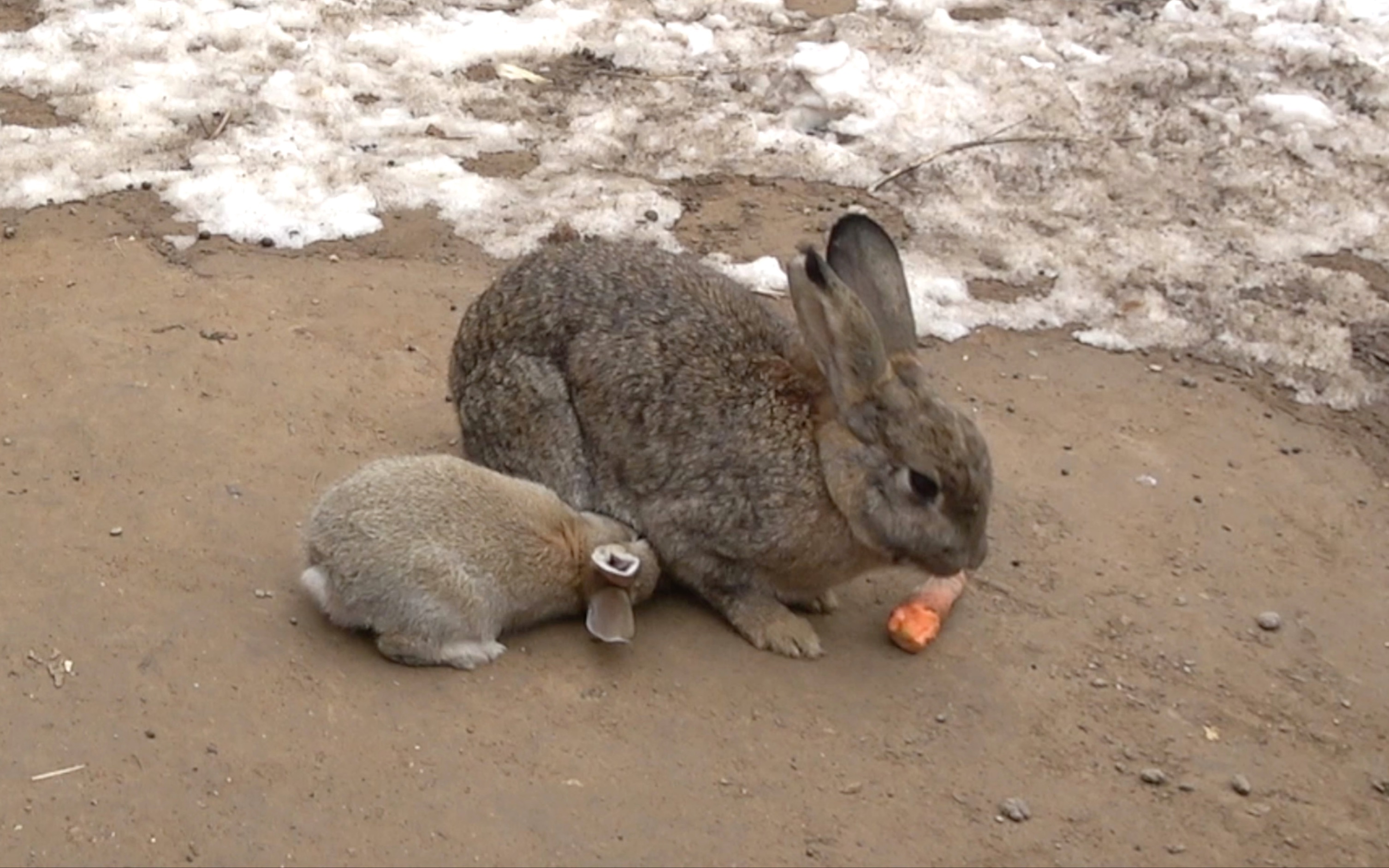 小兔子偷偷来到雪地上,出生的第30天,肚子太胖一颠一颠的!