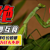 螳螂完事后，母螳螂要吃掉对方，公螳螂为什么不反抗不逃跑