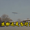 这种是什么，猎奇视频