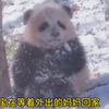 野外熊猫幼崽坐在雪地里等妈妈回来