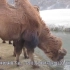 沙漠骆驼半年不喝水怎么样？