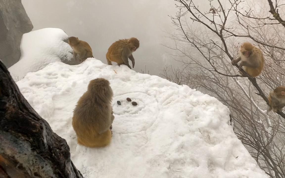 在庐山的山顶上，突然发现了好多野猴子，在悬崖峭壁上扎堆要吃的