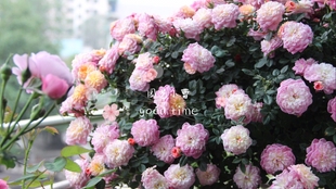 396f76ff7423ceacbe84ec9f1f8ae58d2f84e7b5.jpg@310w_174h_1c_100q.jpg