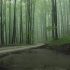 雾气森林 | 雨声 白噪音 环境音 自然声 | 学习 冥想 专注 放松 治愈 8h