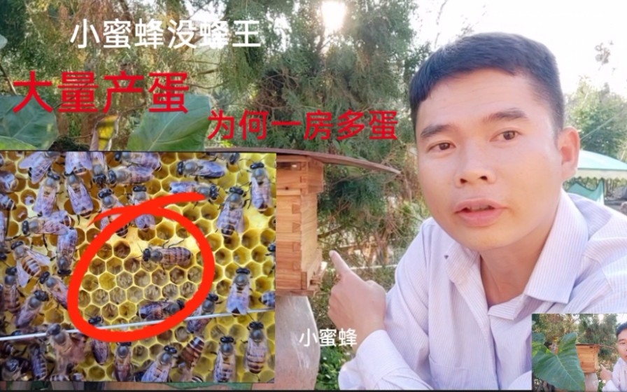 蜜蜂群无王却大量产蛋,听说这蛋出来的都是雄蜂,第一次养蜂不知如何是